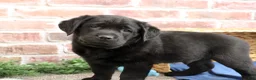 Labrador Retriever dogs for sale: Malachi - Ad 6