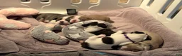 Boston Terrier dogs for sale: Canela  - Ad 8