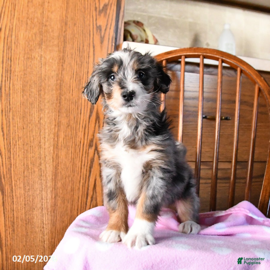 Mini Bernedoodle dogs Valentine - Ad 2