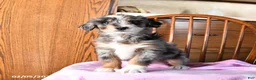 Mini Bernedoodle dogs for sale: Valentine - Ad 2