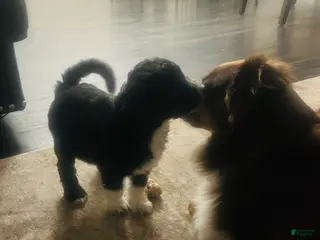 Aussiedoodle dogs Scarlet - Ad 23