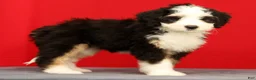 Mini Bernedoodle dogs for sale: Bella - Ad 3
