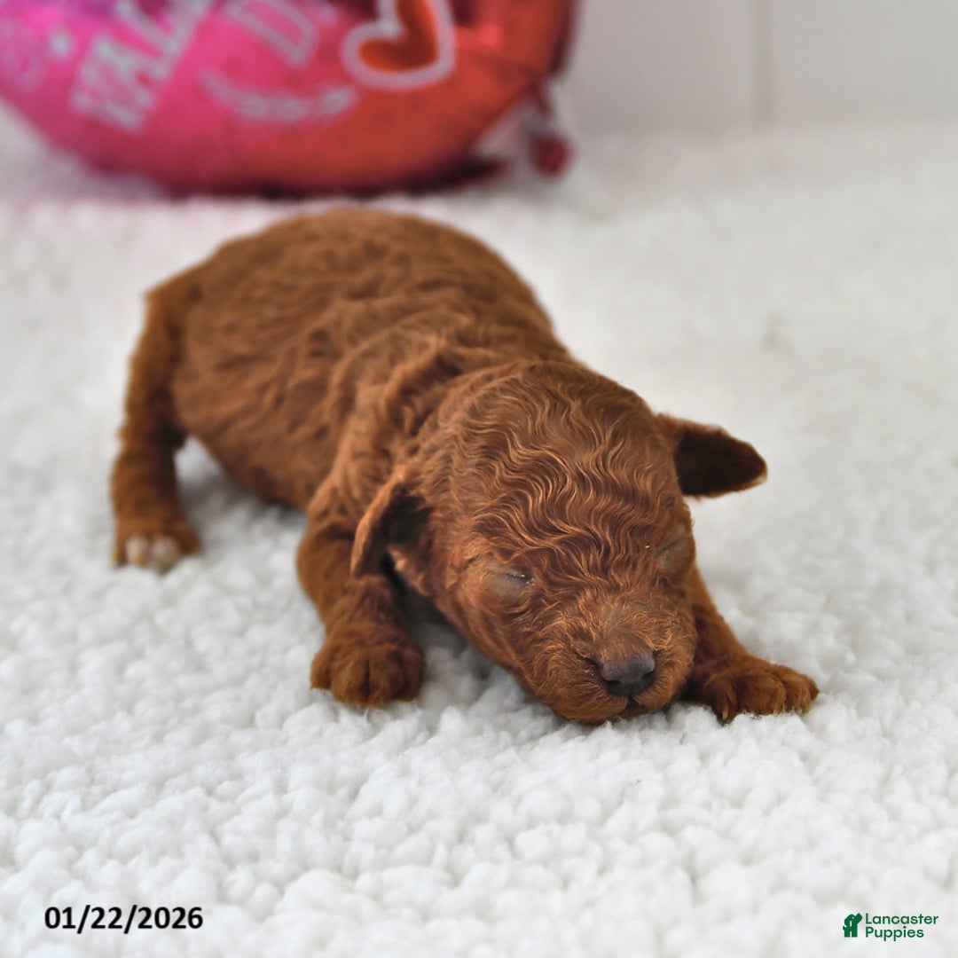 Mini Goldendoodle dogs for sale: Berry - Ad 3