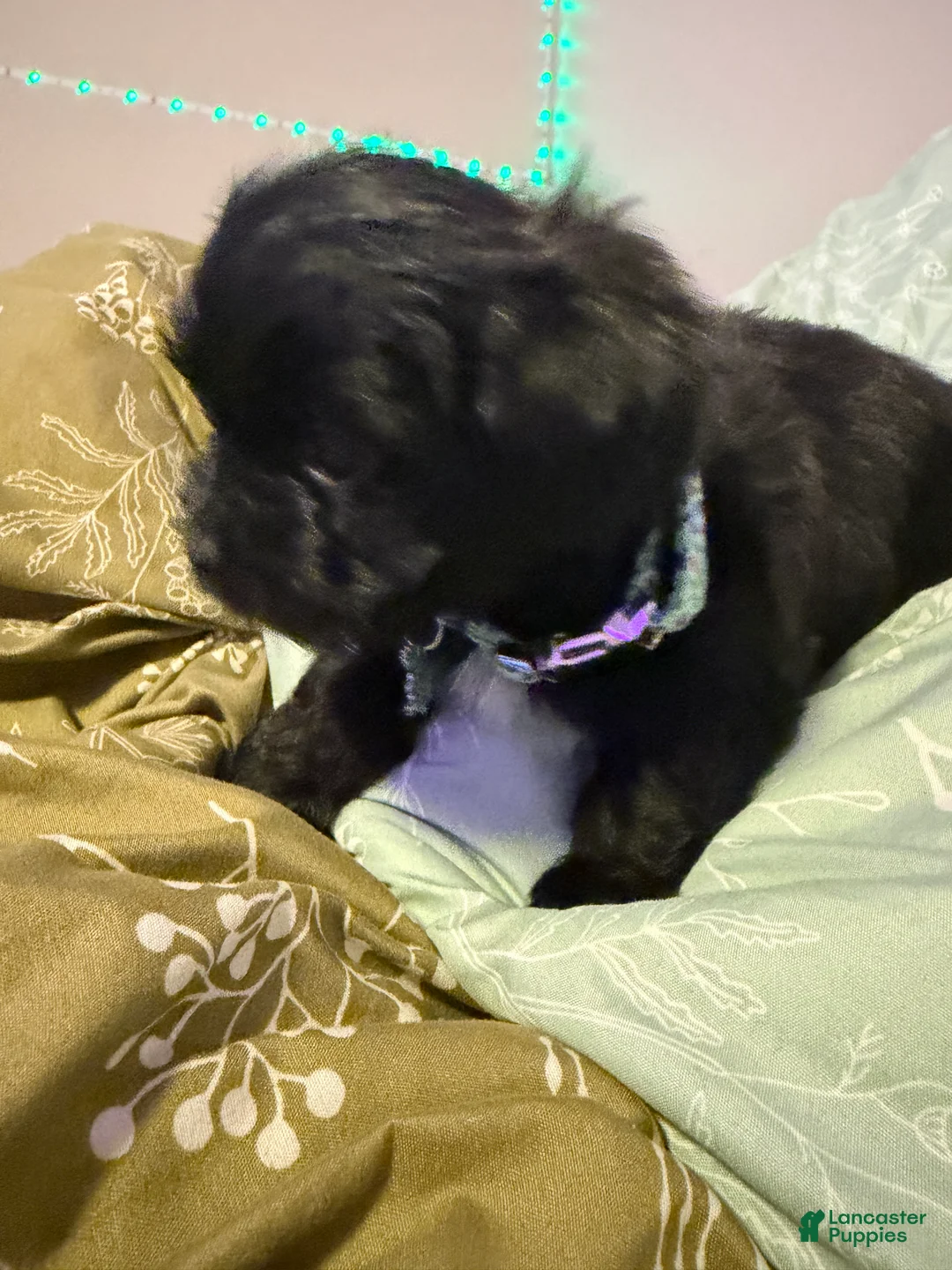 Yorkiepoo dogs for sale: Yorkiepoo Puppy 3 - Ad 1