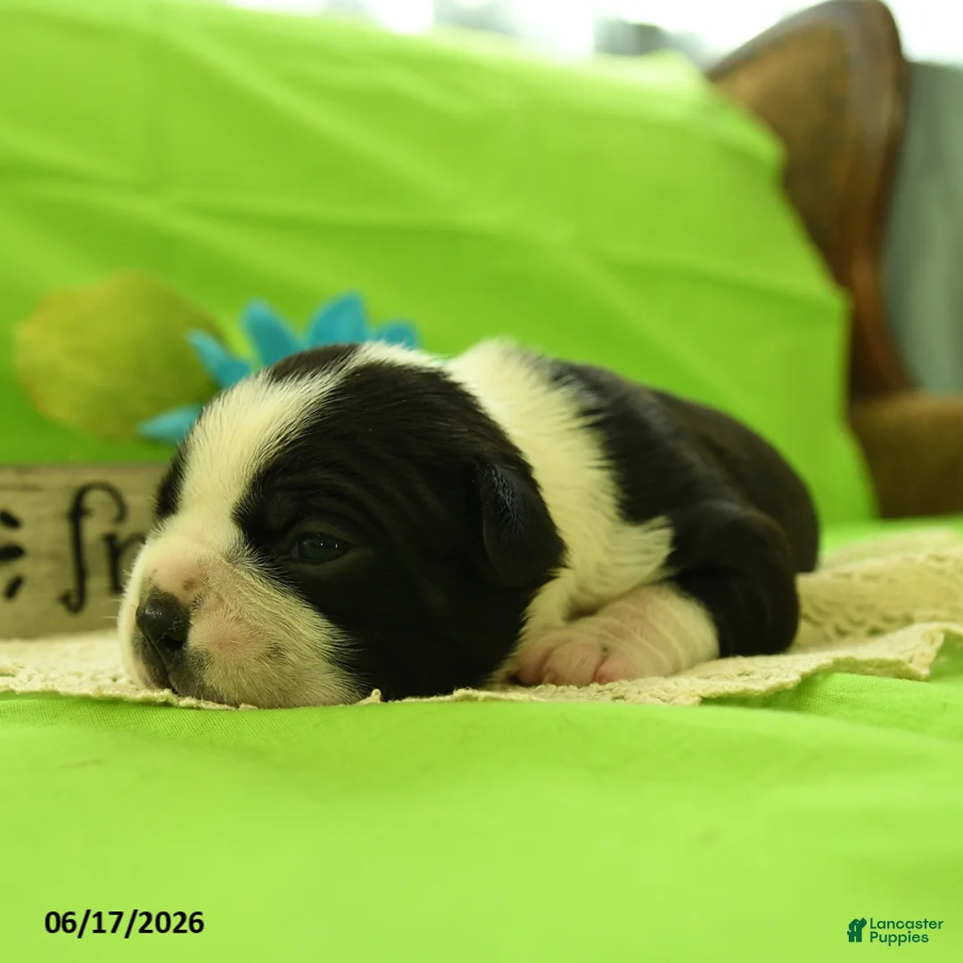 Boston Terrier dogs for sale: Vixon - Ad 5