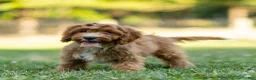 Cavapoo dogs for sale: Happy Cavapoo  - Ad 4