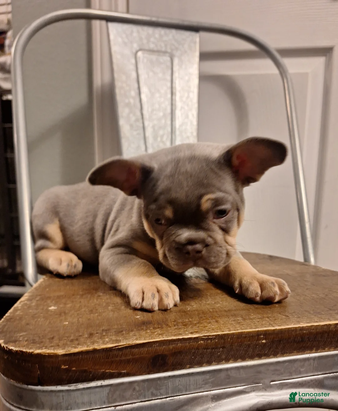French Bulldog dogs for sale: French Bulldog Puppy 1 - Ad 2