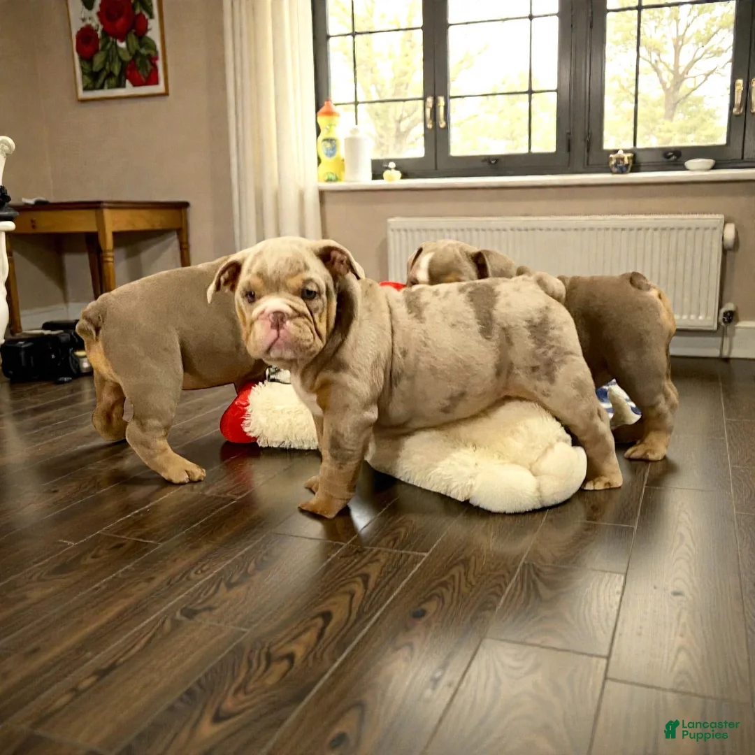 English Bulldog dogs for sale: Perfection  - Ad 3