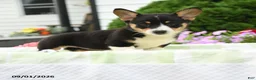 Welsh Corgi Pembroke dogs for sale: Remy - Ad 4