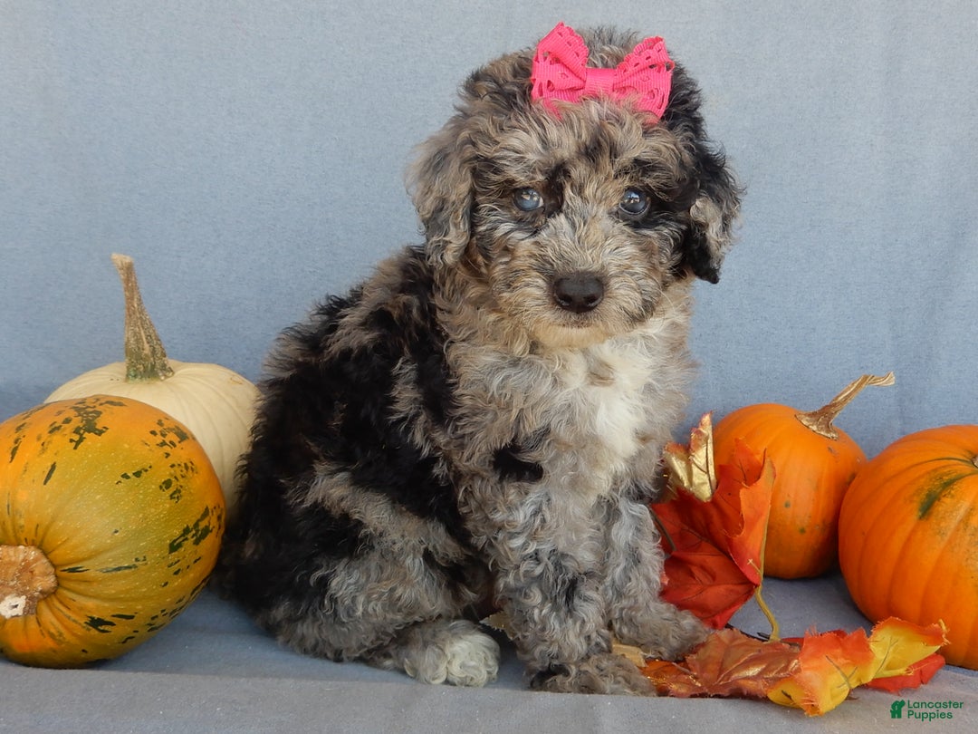 Sheepadoodle dogs for sale: Panda (medium) - Ad 26