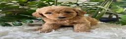 Mini Goldendoodle dogs for sale: Alyssa - Ad 5