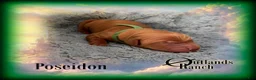 Golden Retriever dogs for sale: Poseidon~Green Collar - Ad 6