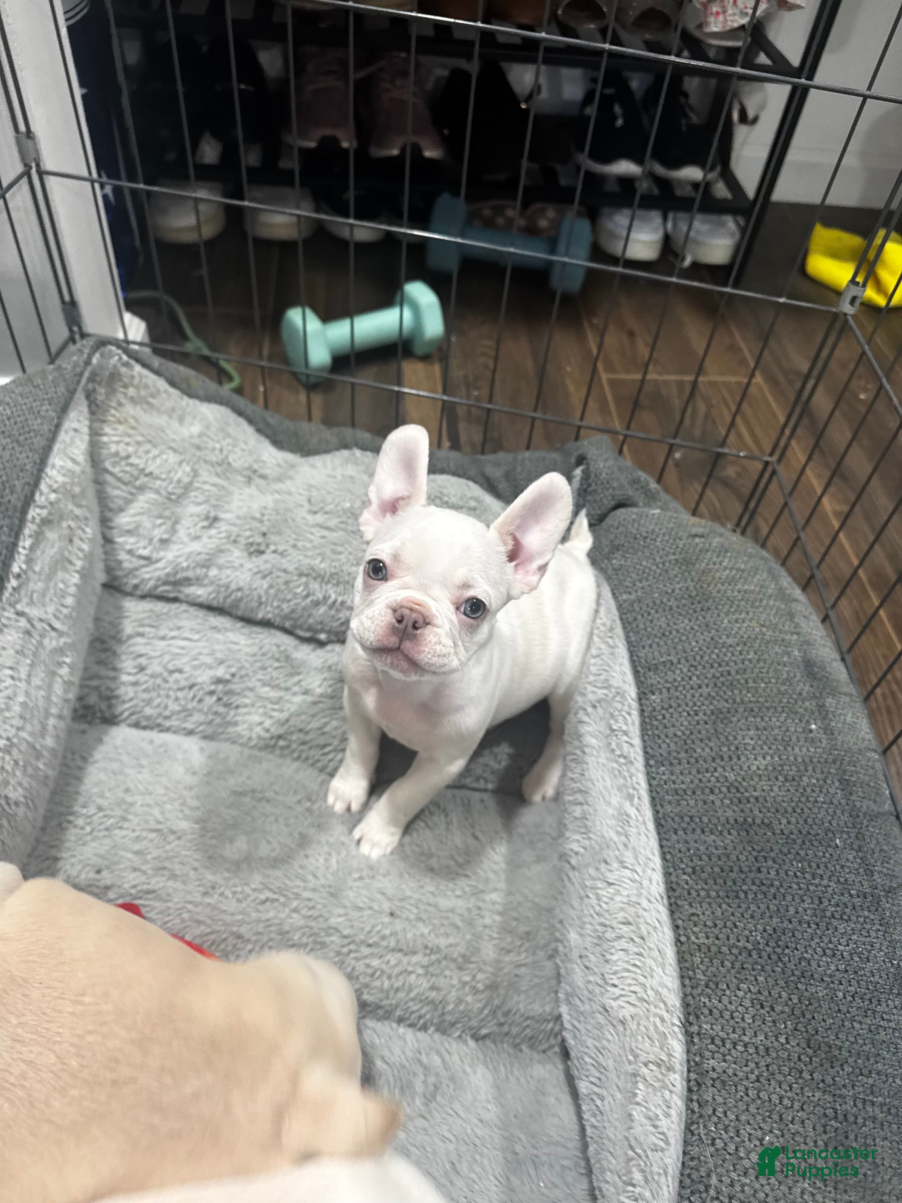 French Bulldog dogs French Bulldog Puppy 5 - Ad 23