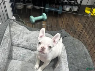 French Bulldog dogs French Bulldog Puppy 5 - Ad 23