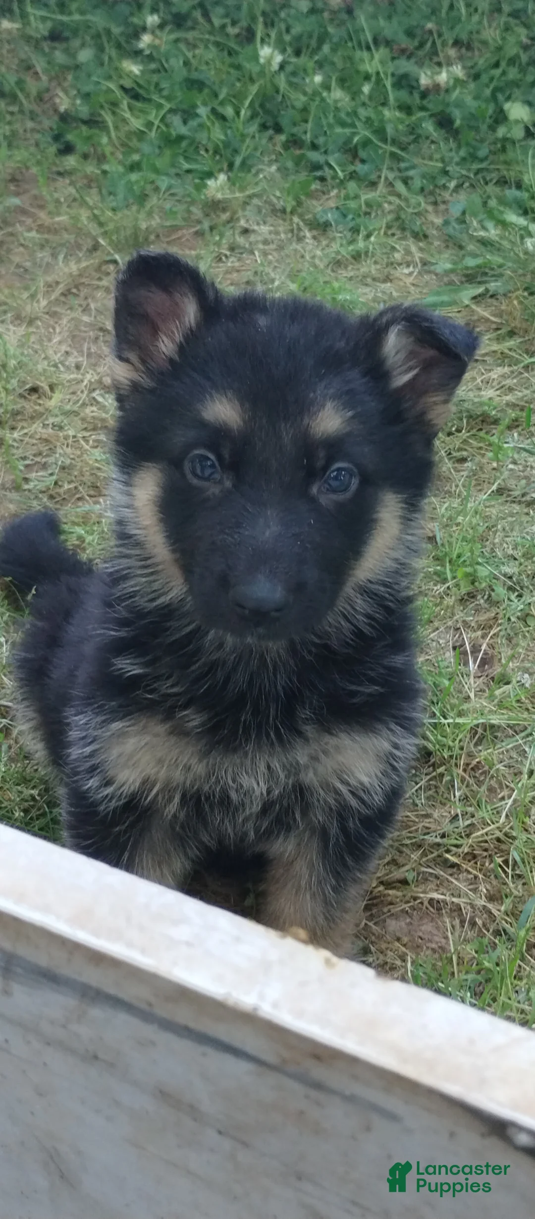 German Shepherd dogs for sale: German Shepherd Puppy 6 - Ad 2