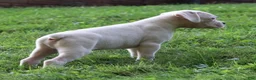 Boxer dogs for sale: Pete - Ad 9
