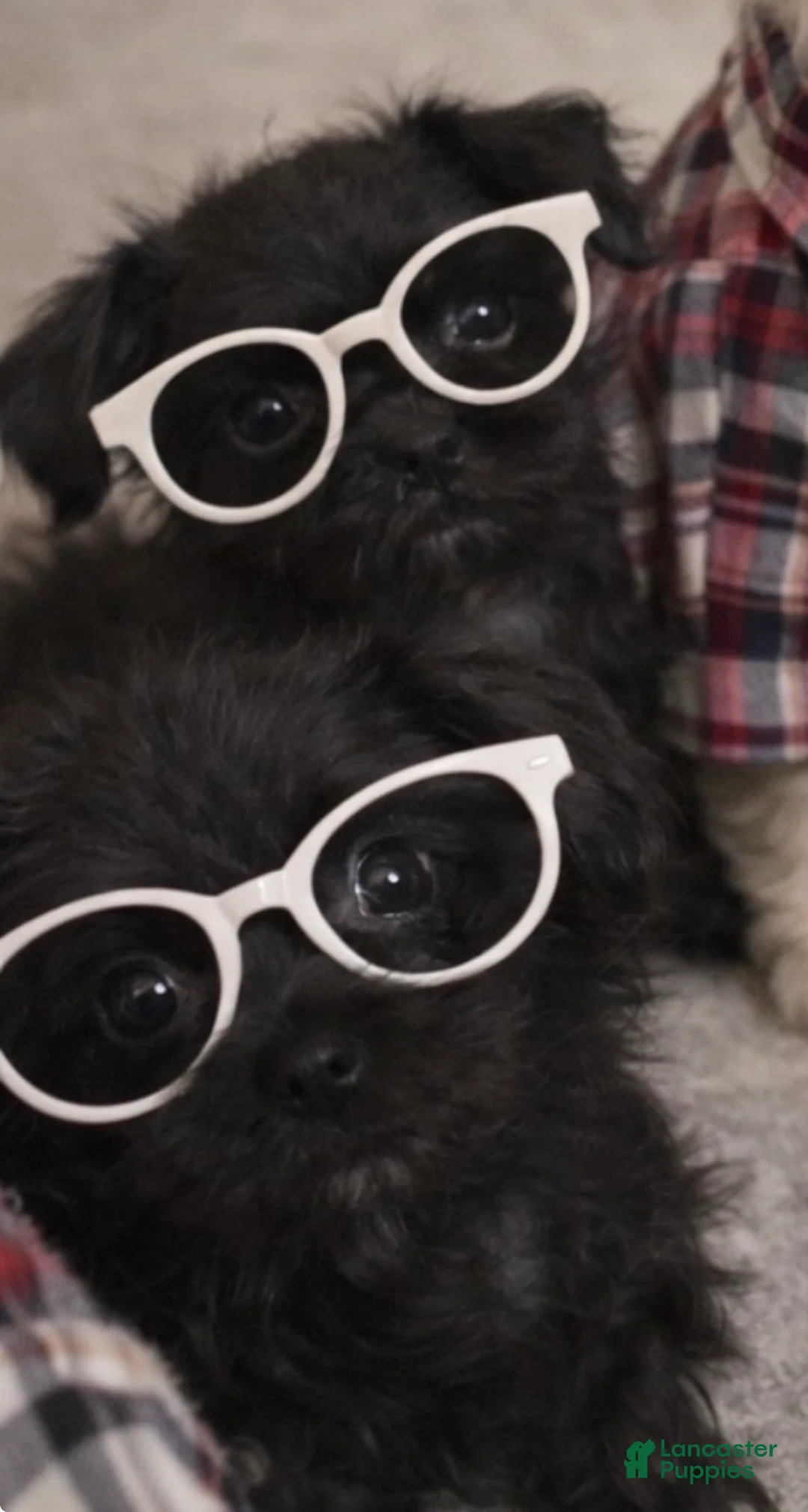 Shihpoo dogs for sale: Shihpoo Puppy 3 - Ad 7