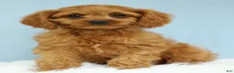 Cavapoo dogs for sale: Waffles 🧇 - Ad 4