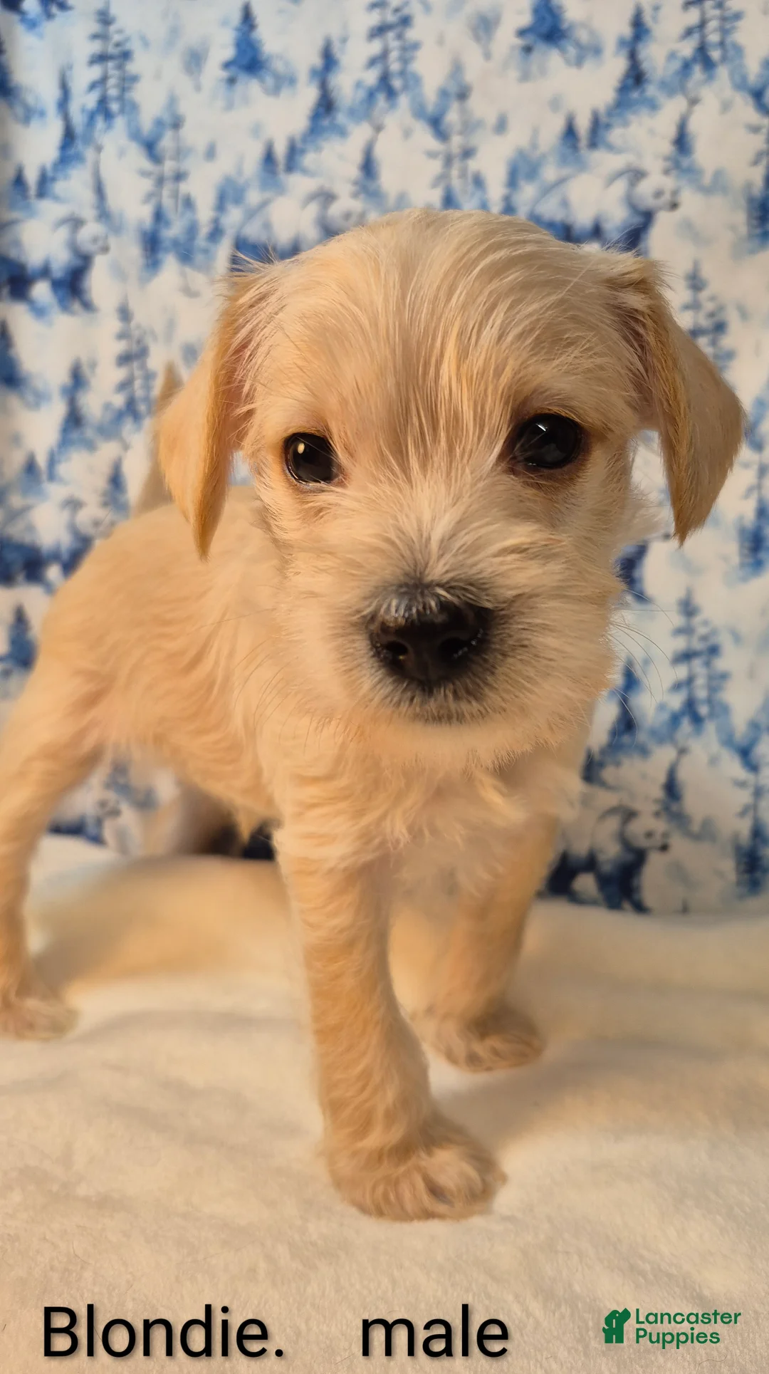 Mixed Breed dogs for sale: Mixed Breed Puppy 2 - Ad 3