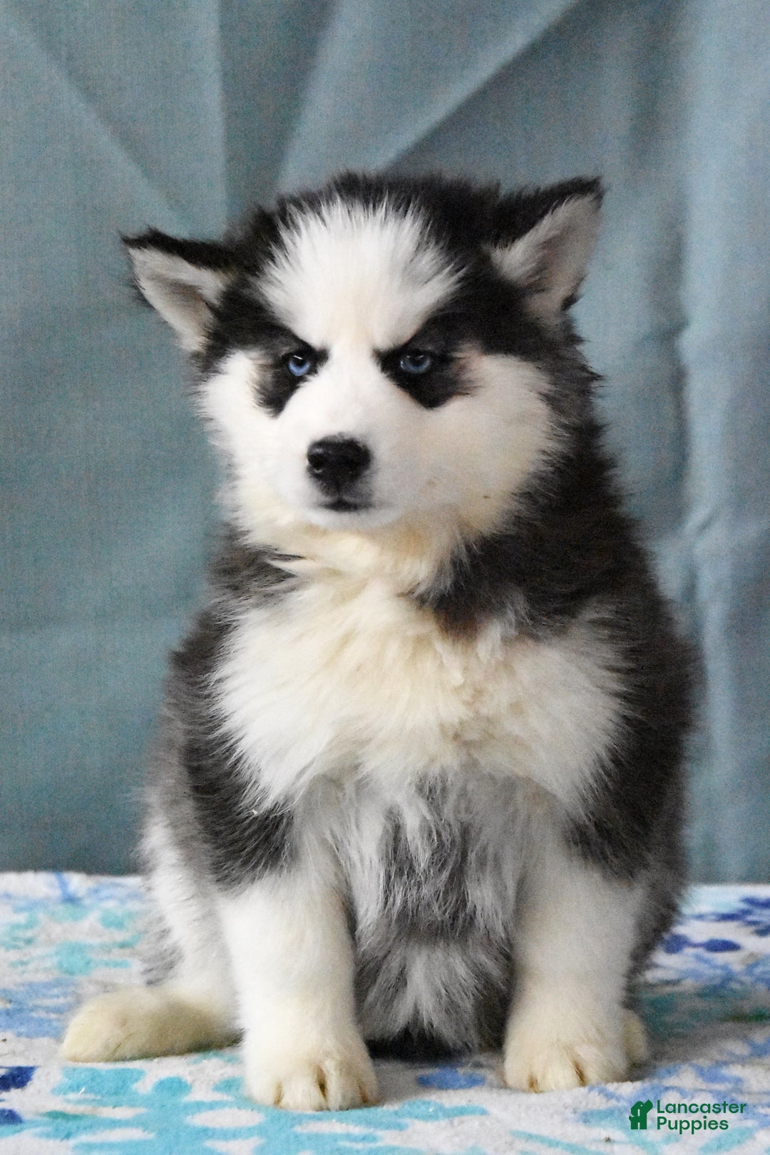 Siberian Husky dogs for sale: Brinley - Ad 2