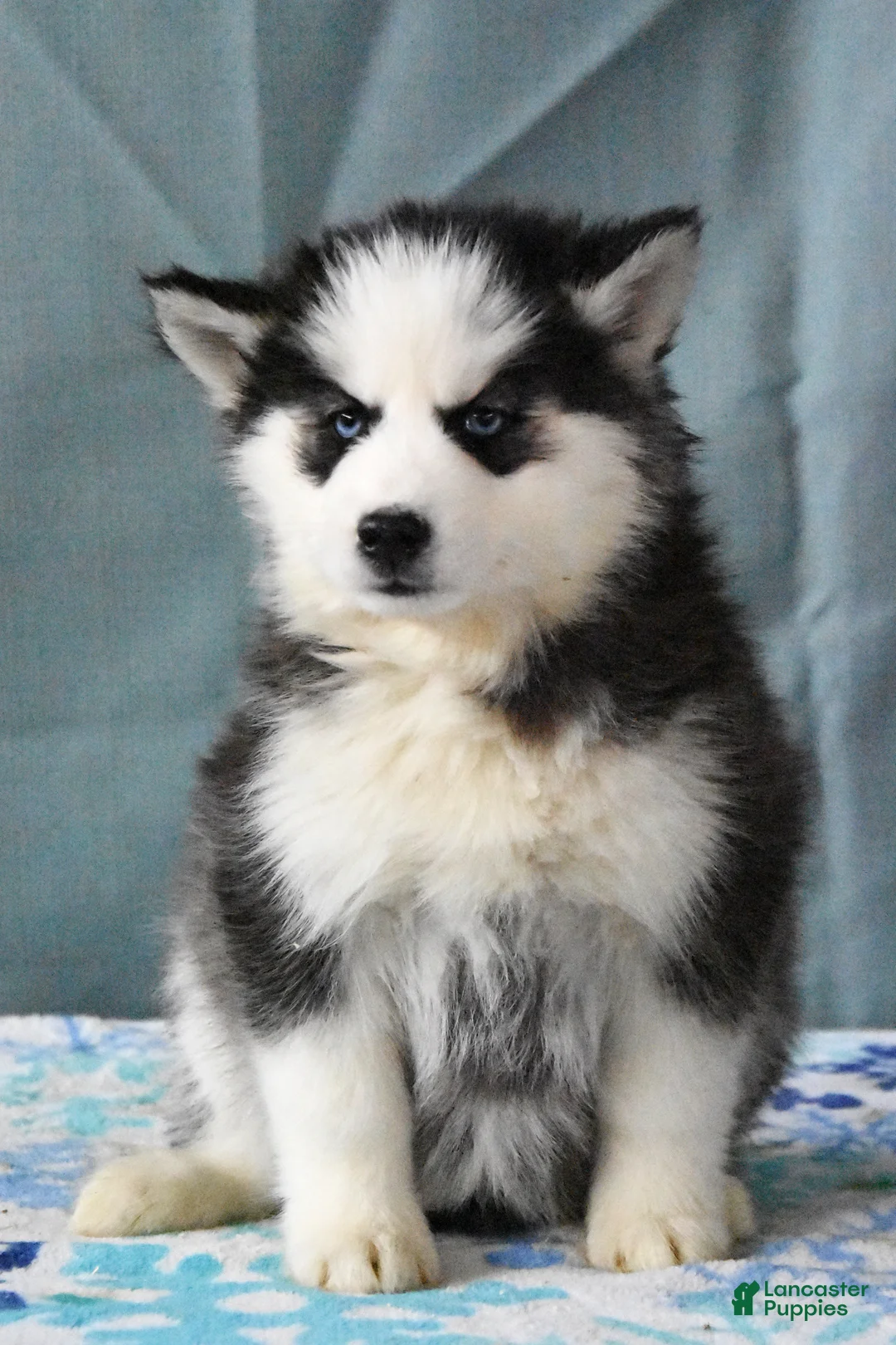 Siberian Husky dogs for sale: Brinley - Ad 2