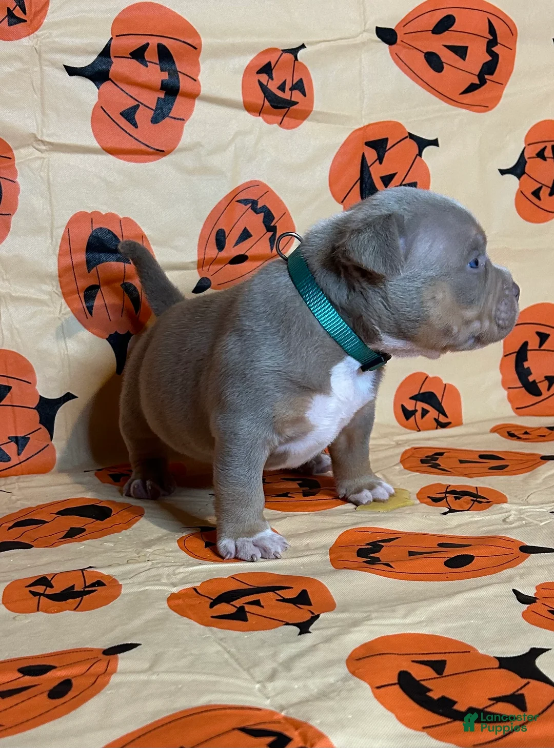 American Bully dogs for sale: American Bully 1 (Turquoise collar) - Ad 2
