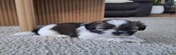 Shih Tzu dogs for sale: Sadie - Ad 3
