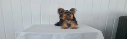 Yorkshire Terrier dogs for sale: Yorkshire Terrier Puppy 1 - Ad 2
