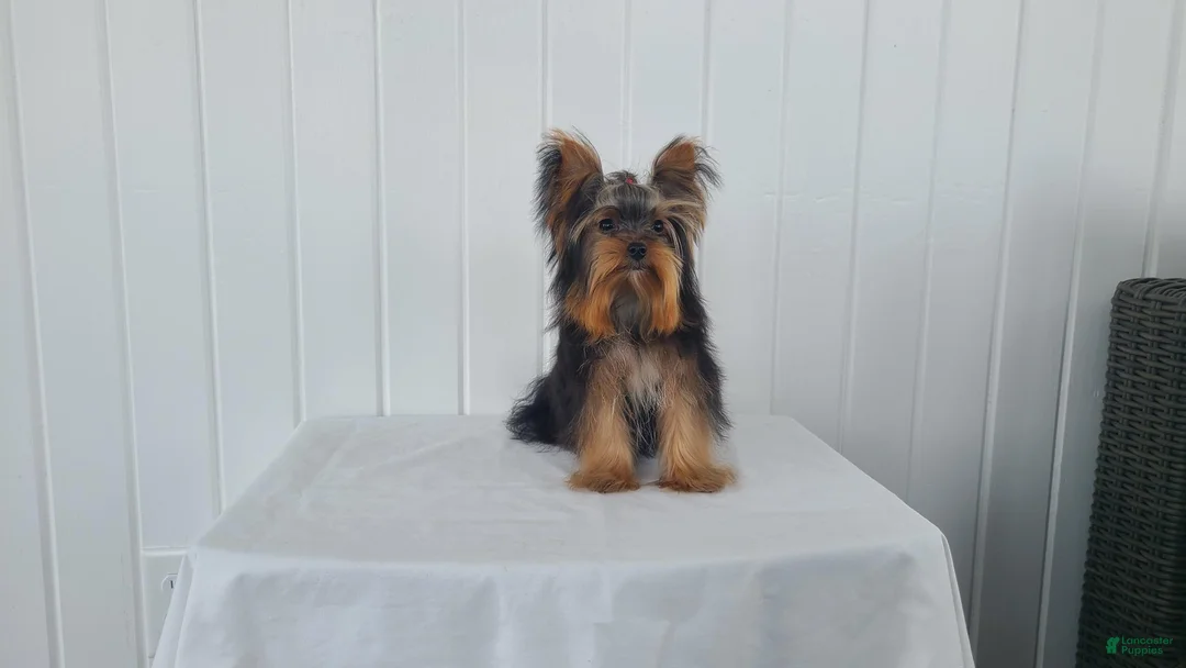 Yorkshire Terrier dogs for sale: Yorkshire Terrier Puppy 1 - Ad 2