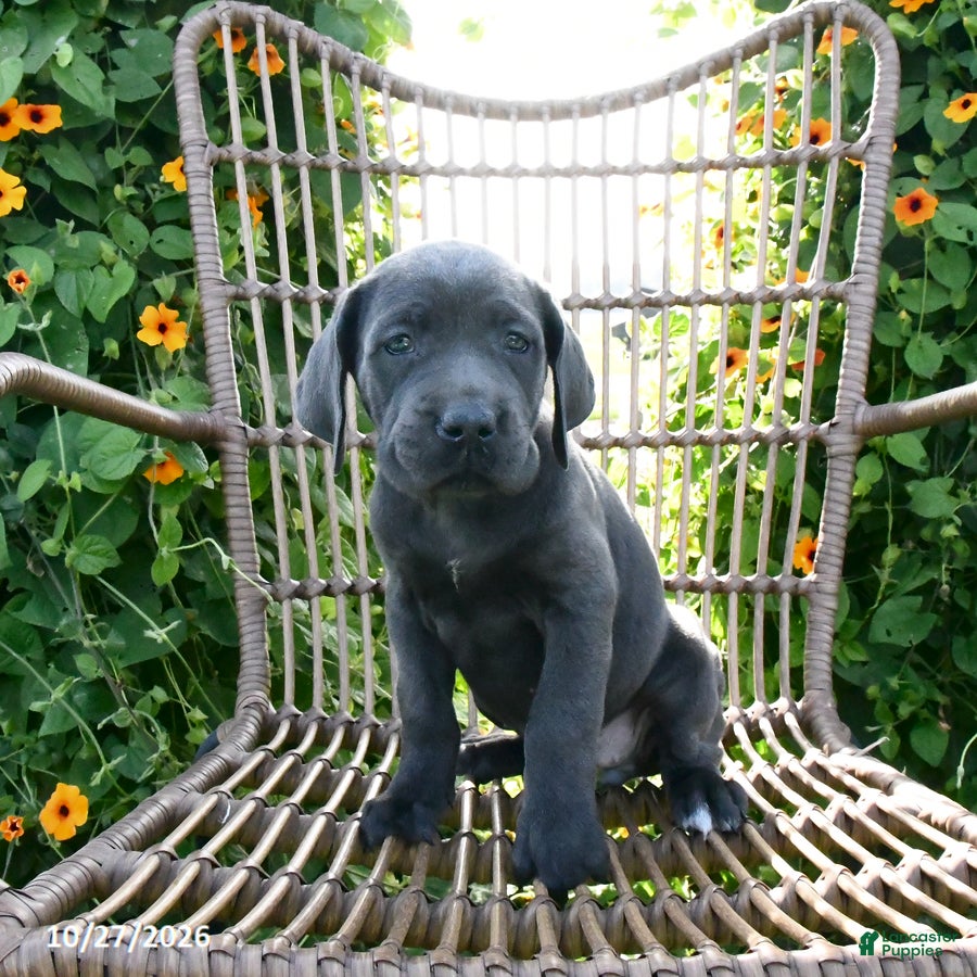 Cane Corso dogs for sale: Ozzy - Ad 2
