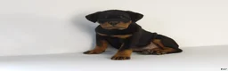 Rottweiler dogs for sale: Rottweiler Puppy 3 - Ad 5