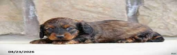 Miniature Dachshund dogs for sale: Casey - Ad 3