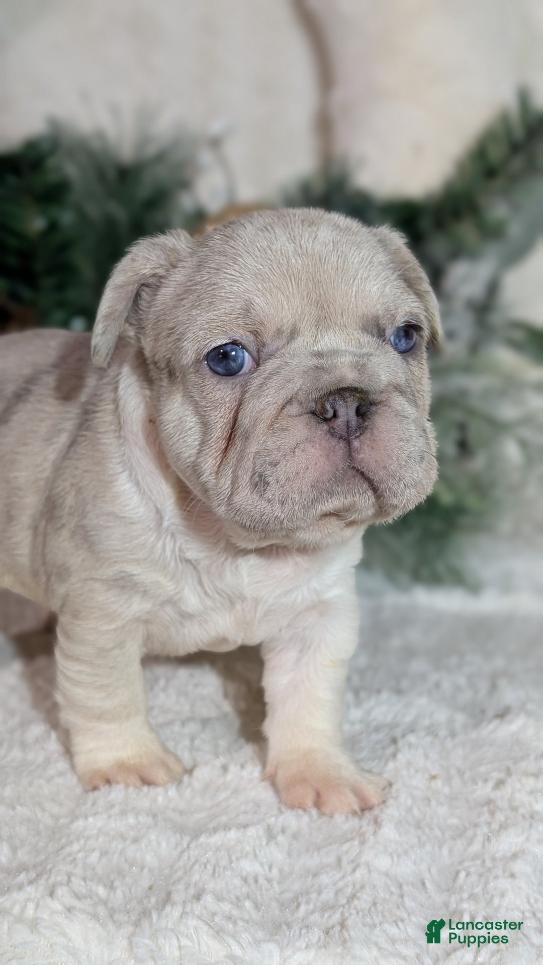 French Bulldog dogs for sale: Tiana - Ad 6