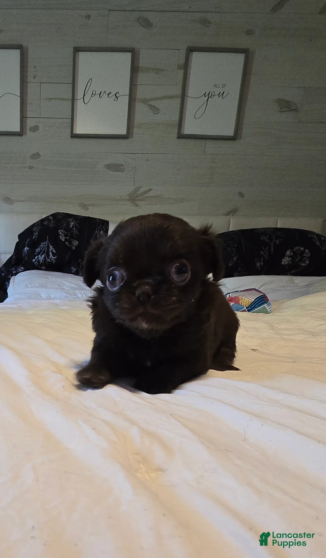 Chihuahua dogs for sale: Jasmine - Ad 3