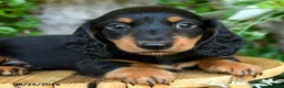 Miniature Dachshund dogs for sale: Elliot - Ad 3