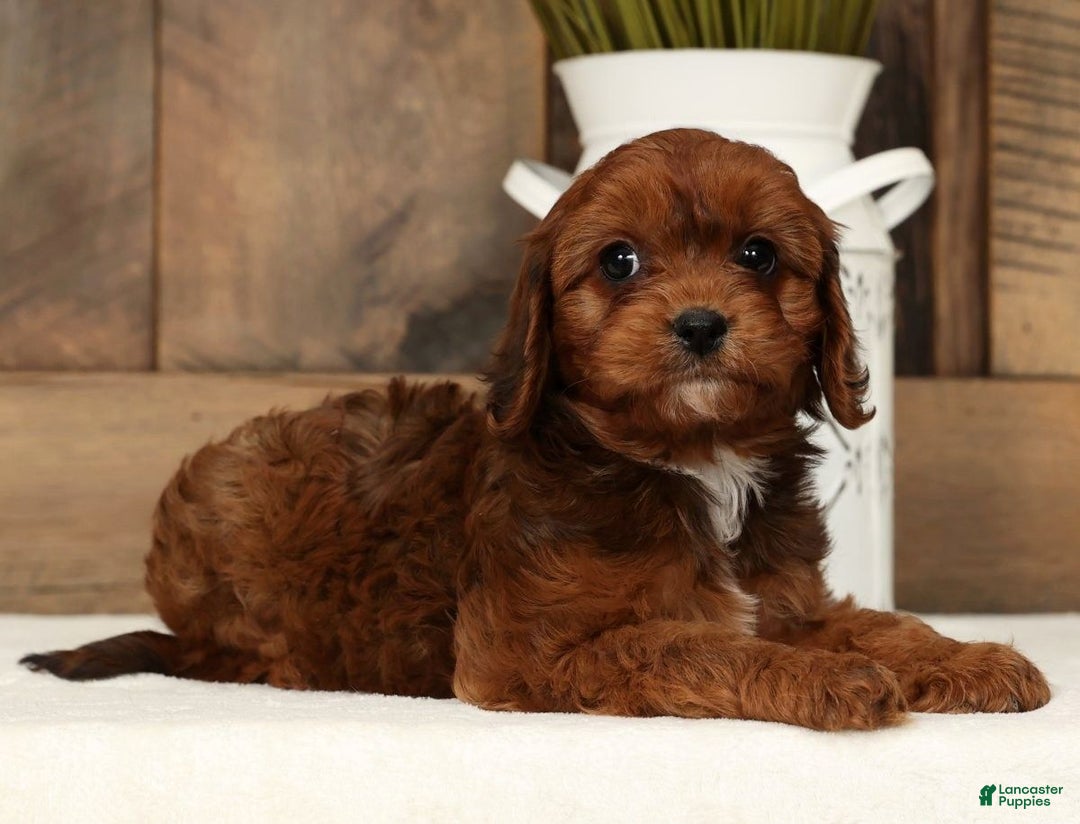 Cavapoo dogs for sale: Candy - Ad 7