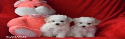 Bichpoo dogs for sale: Joy - Ad 5