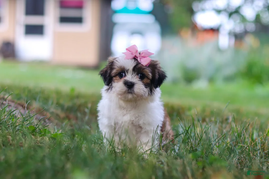Shih Tzu dogs for sale: Summer - Ad 7