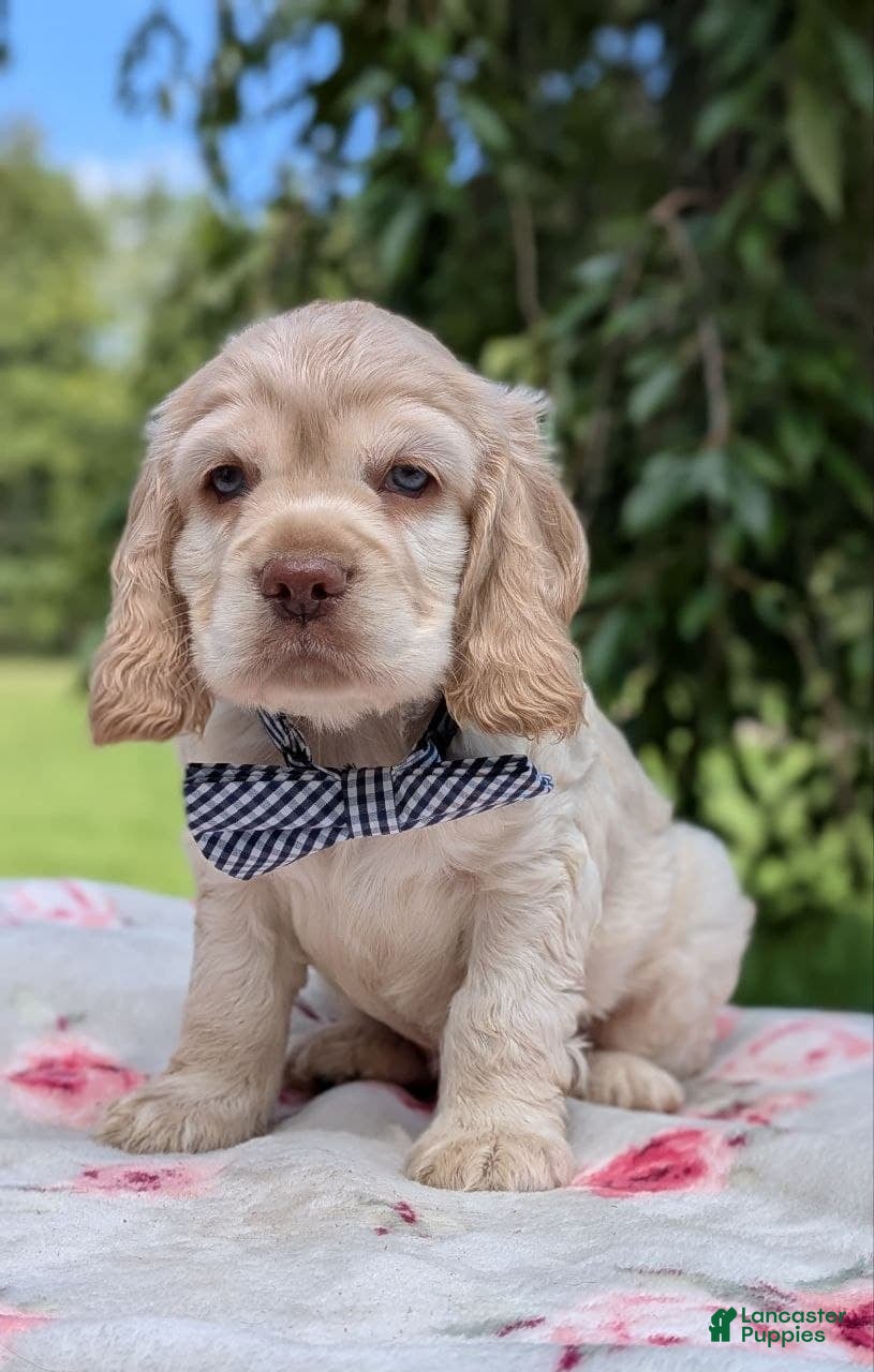 Cocker Spaniel dogs Cooper - Ad 1