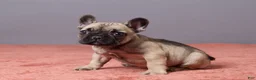 French Bulldog dogs for sale: Sophie - Ad 3