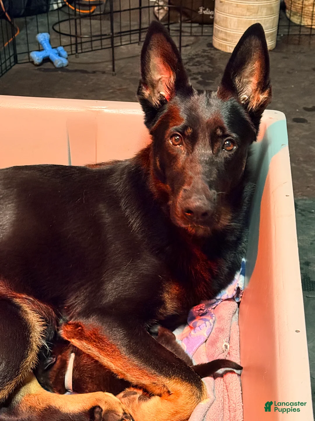 Mixed Breed dogs for sale: Mixed Breed Puppy 3 - Ad 3