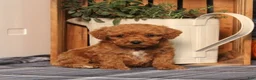 Miniature Poodle dogs for sale: Handsome - Ad 5