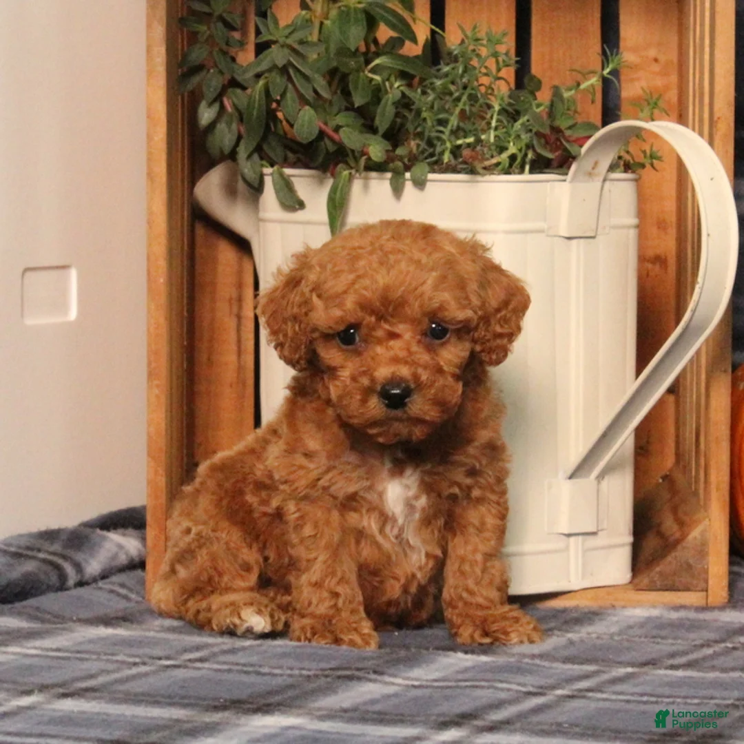 Miniature Poodle dogs for sale: Handsome - Ad 5