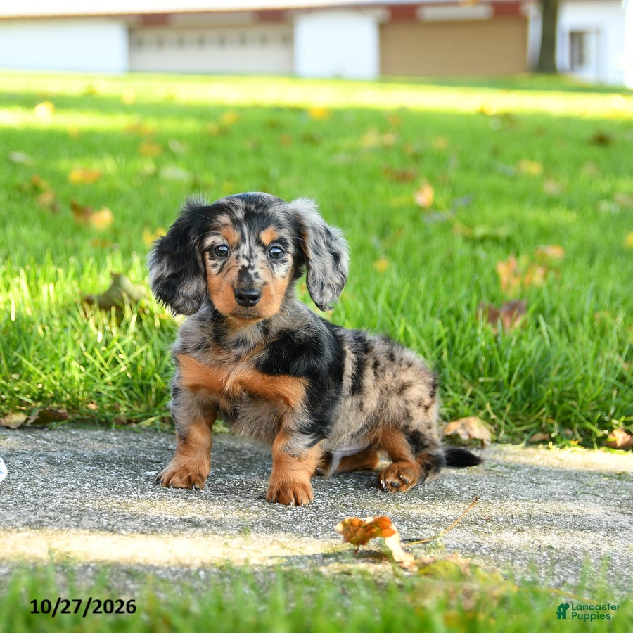 Miniature Dachshund dogs for sale: Toby - Ad 1