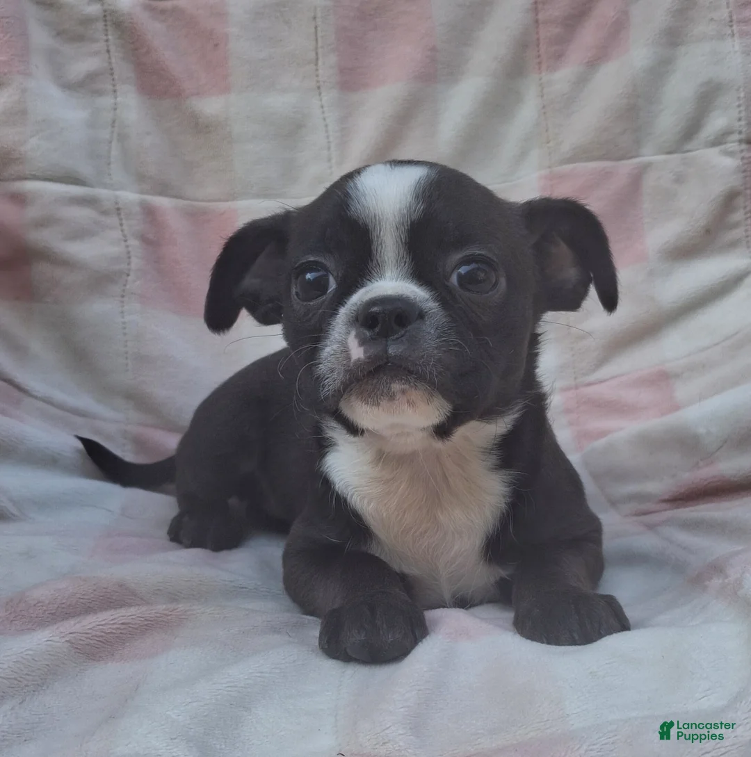 Mixed Breed dogs for sale: Lil Lady - Ad 1