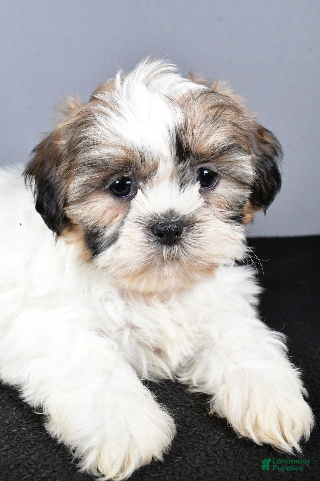 Shih Tzu dogs for sale: Lilly - Ad 4