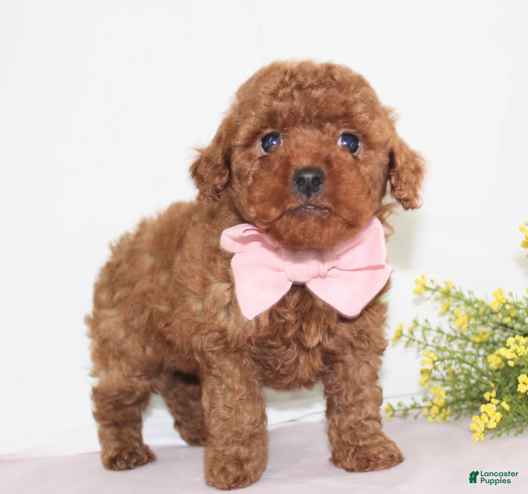 Toy Poodle dogs for sale: Tiny Maddie, Full AKC - Ad 2