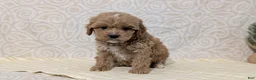 Cavapoo dogs for sale: Cash - Ad 3