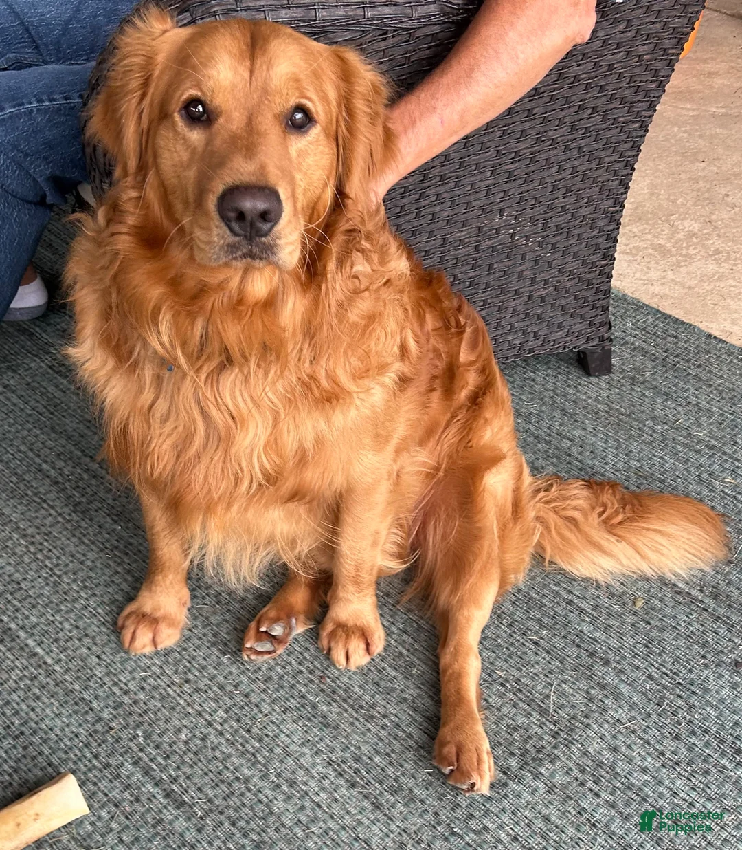 Golden Retriever dogs for sale: Golden Retriever Puppy 4 - Ad 4