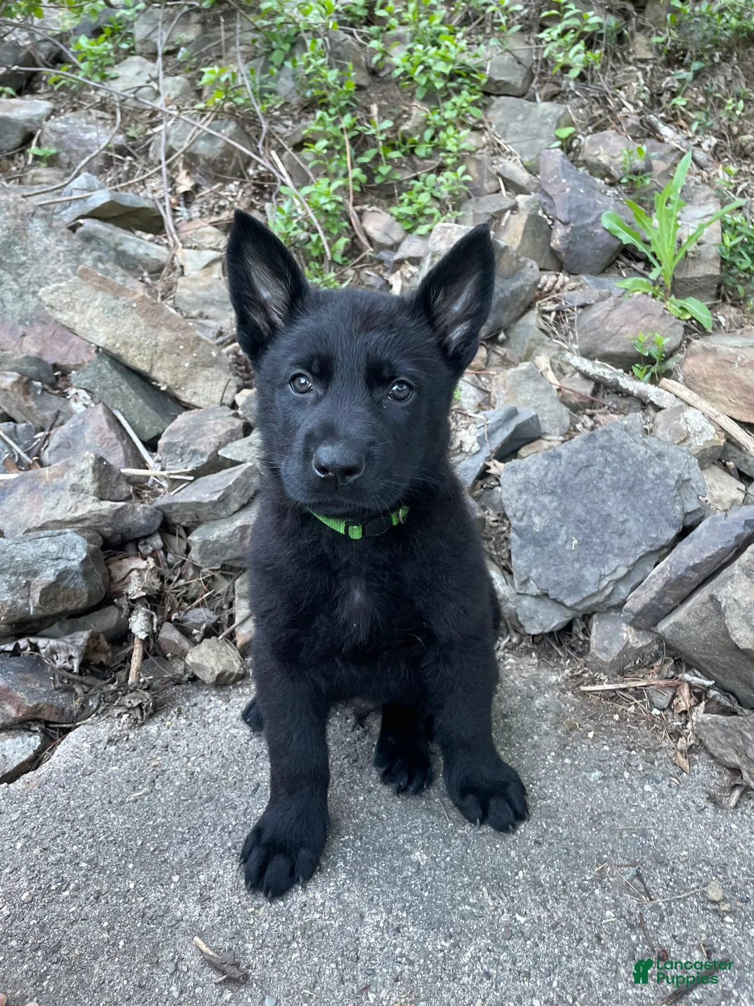 German Shepherd dogs for sale: Collar green  - Ad 2